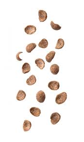 Image result for Blepharis burundiensis