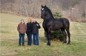 Bits sizes 5 1/2 to 7 1/4. Why On Earth Would You Buy A Draft Horse For Riding Keep Calm And Ride A Draft Horse