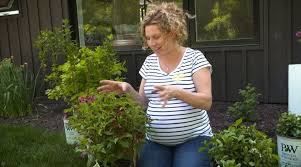 5 Plantes Sans Entretien A Avoir Youtube Women