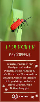 Feuerkafer Bekampfen Betrachtet Man Die Lebensweise Des Feuerkafers Wird Schnell Klar Dass Die Kafer Keine Schaden Her Pflanzenschutz Pflanzen Gartentipps