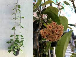 Pin On Hoyas Flowers