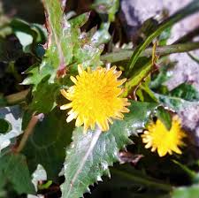 Image result for Sonchus wilmsii