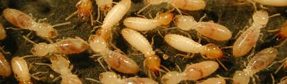 We happily do all the work and save you the inconvenience of trying and search for the right one. Termite Control Sharjah Best Termite Control Service In Sharjah
