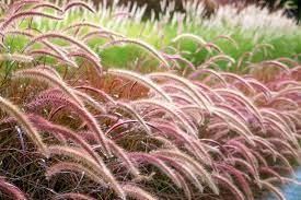 Requiring Very Little Care And Providing Striking Color As Well As Graceful Movement In The Garden Or Pat Pennisetum Setaceum Fountain Grass Red Fountain Grass