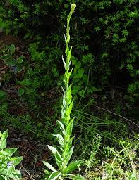 Image result for Turritis glabra