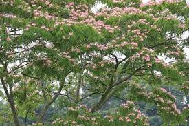 Image result for Albizia
