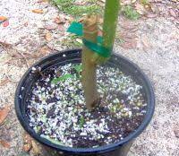 Top Twelve Garden Plants To Grow From Cuttings Easy Vegetables To Grow Growing Fruit Trees Propagating Plants