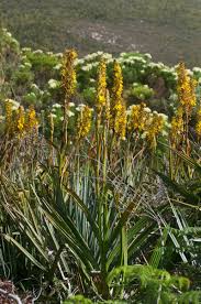 Image result for Wachendorfia