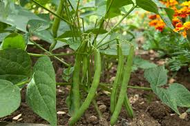 bean plant ile ilgili görsel sonucu