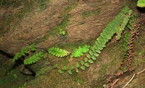 Image result for Adiantum incisum