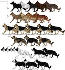 German Shepherd Color Chart Goldenacresdogs Com