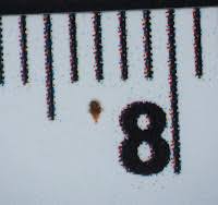 For Context, The Bug In Question Is On A Window Sill. To My Untrained Eye  It Does Not Look Like An Ant; Pennsylvania, Usa : R/Whatsthisbug