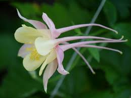 Check spelling or type a new query. Uber Aquilegia Und Thalictrum Staudenfreunde