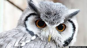Cute Owl Wallsfield Com Free Hd Wallpapers Owl Wallpaper Cute Owls Wallpaper Owl Pet