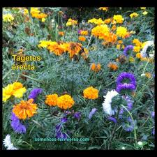 Image result for Tagetes erecta