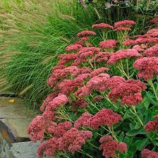 Perfecting Plant Combinations The Impatient Gardener Planting Flowers Beautiful Gardens Plants