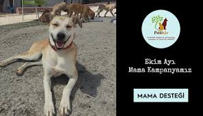 Patilikoy Dogayi Hayvanlari Koruma Ve Yasatma Dernegi Patilikoy Com