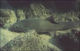 Image result for Pseudocalyx saccatus