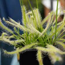 Image result for Genlisea hispidula