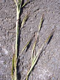 Image result for Hyparrhenia rufa