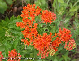It can be grown as either a shrub or small tree and is often used in groupings, containers, hedges and screens. Pin On Flowers Plants Trees