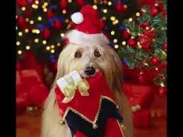 Auguri Di Buon Natale E Felice Anno Nuovo Celine Dion Christmas Youtube Cane Natale Immagini Di Natale Buon Natale