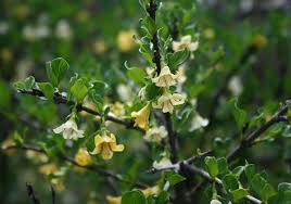 Image result for Coddia rudis