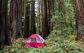 Check spelling or type a new query. Redwood National Park Features Prime Social Distance Camping Save The Redwoods League
