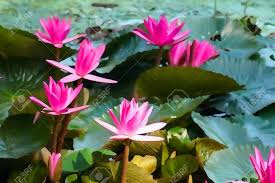 Image result for Nymphaea nouchali