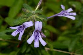 Image result for Dyschoriste hildebrandtii