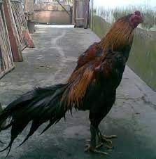 We did not find results for: Panitia Judi Sabung Ayam Home Facebook