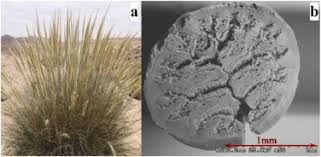 Image result for Aristida canescens