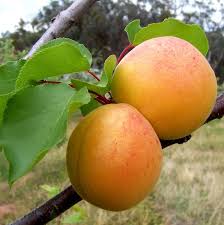 It will be interesting to see how my tree crops in the future, and it may be that the success of 2006 will never be repeated. Mormon Apricot