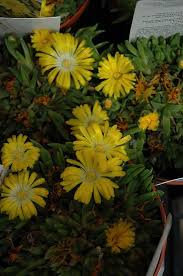 Hardy Ice Plant Delosperma Congestum At Oakland Nurseries Inc Ice Plant Plants Garden Center