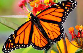 Si Las Mariposas Solo Viven Un Dia Cuanto Viven Siendo Orugas Programa Prensa Escuela