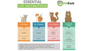 An ehmer's sling was given to reduce the dislocation 3 days ago. Cat Vaccination Myths And Misunderstandings Cattime