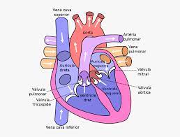 Diagram Of The Human Heart Anatomy Of The Heart Simple Hd Png Download Kindpng
