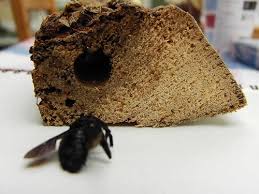 Bees have barbed stingers and this is advantageous to bees both when dealing with other insects and dealing with. Carpenter Bees Arrive In France