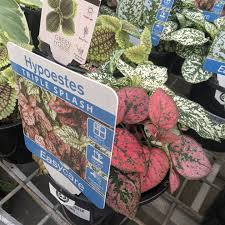 Image result for Hypoestes cancellata