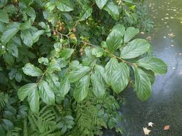 Image result for Embelia xylocarpa