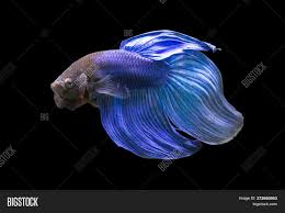 Halfmoon male betta spwaning with female crowntail betta www.bettasplendens.co.uk. Betta Blue Veiltail Vt Image Photo Free Trial Bigstock