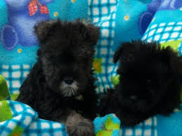 Check spelling or type a new query. Miniature Schnauzer Puppies For Sale In Pataskala Ohio Classified Americanlisted Com