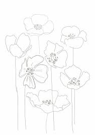 Poppies Floral Drawing Flower Drawing Poppy Drawing