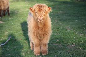 Scottish Highland Cattle In Nsw Australia Highland Cattle Baby Cows Cattle