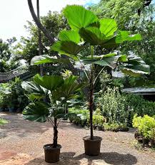 Image result for Licuala grandis