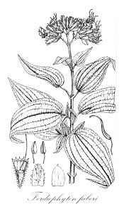 Image result for Dissotis congolensis