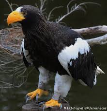 Hij liet zich niet meer zien. Zoovaria Vandaag Vertrok Een In Stichting Vogelpark Facebook