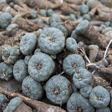 The cactus can also be ground up. Altered Minds Mescaline S Complicated History
