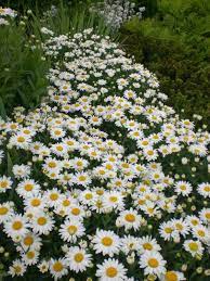 Shasta Daisy Real Glory Leucanthemum Superbum Zone 4 9 Full Sun Part Shade 24 Height 18 Width White Pe Flower Garden Plants Flower Garden Daisy Flower