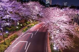 Цветение сакуры в Японии: где побывать | OknoInJapan